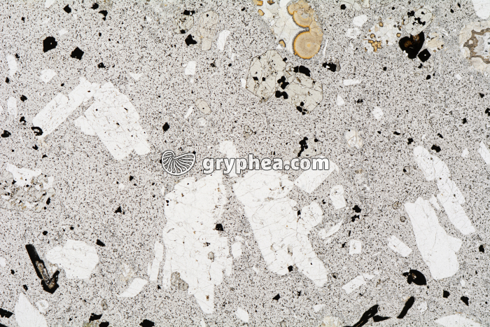 Matrice microlitique LPNA x3,5 - gryphea.org